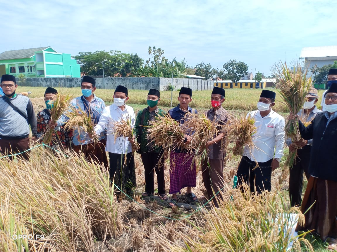 Panen Melipah, Petani Nahdliyyin Binaan LPPNU Cirebon Gunakan Pupuk Bio Organik